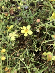 Verbascum spinosum