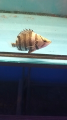 Datnioides polota