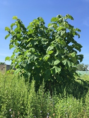 Paulownia tomentosa