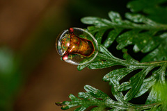 Aspidimorpha dilecta