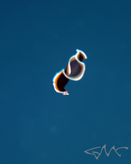 Pseudobiceros hancockanus