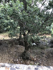 Zelkova abelicea