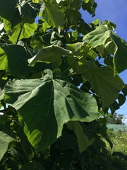 Paulownia tomentosa