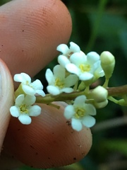 Citharexylum caudatum