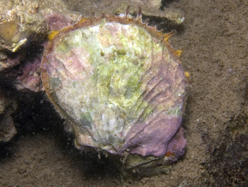 Spondylus violacescens in life