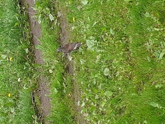 Turdus pilaris
