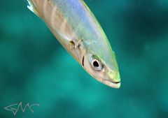 Craterognathus plagiotaenia