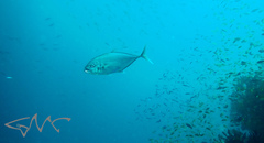 Craterognathus plagiotaenia
