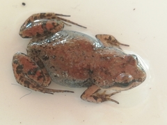 Cacosternum australis