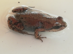 Cacosternum australis