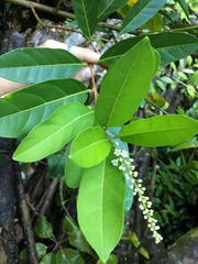 Citharexylum caudatum