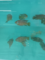 Rubricatochromis lifalili