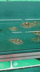 Striuntius lateristriga