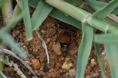 Dasymutilla creon