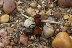 Dasymutilla creon