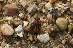 Dasymutilla creon