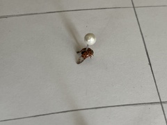 Psyllobora vigintiduopunctata