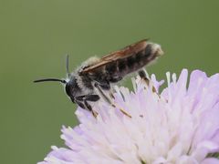 Andrena hattorfiana