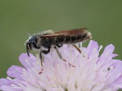 Andrena hattorfiana