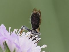 Andrena hattorfiana