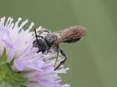 Andrena hattorfiana