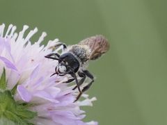 Andrena hattorfiana