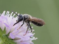 Andrena hattorfiana