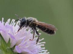 Andrena hattorfiana