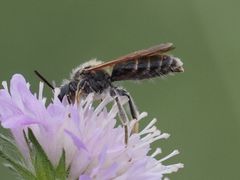 Andrena hattorfiana