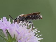 Andrena hattorfiana