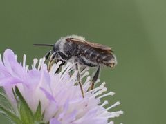 Andrena hattorfiana