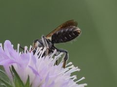 Andrena hattorfiana