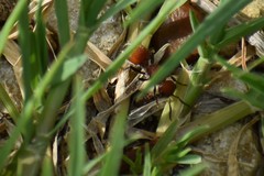 Dasymutilla creon