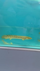 Poll's Bichir photo 2