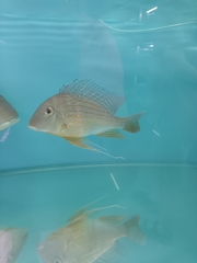 Geophagus altifrons