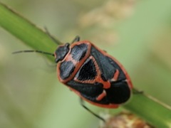 Eurydema gebleri