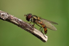 Episyrphus viridaureus