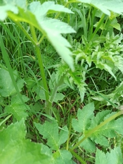 Heracleum sphondylium