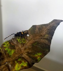 Dendrobias mandibularis mandibularis