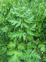Heracleum sphondylium