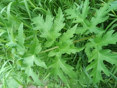 Heracleum sphondylium