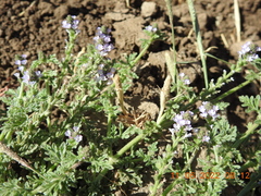 Verbena supina
