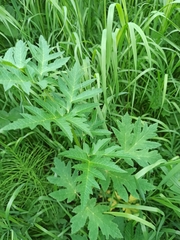Heracleum sphondylium