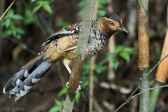 Ianthocincla ocellata