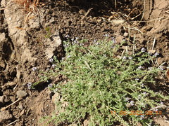 Verbena supina