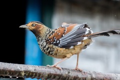 Ianthocincla ocellata