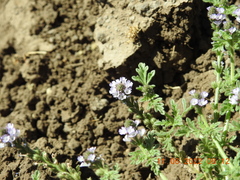 Verbena supina