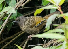 Trochalopteron subunicolor