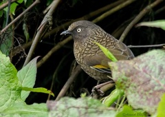 Trochalopteron subunicolor