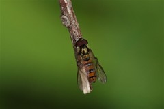 Episyrphus viridaureus